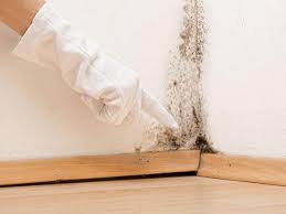 Manhasset Hills, NY Mold Removal Services Company